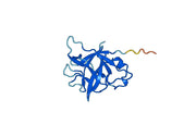 Anti-IL36A/IL-1F6 Polyclonal antibody