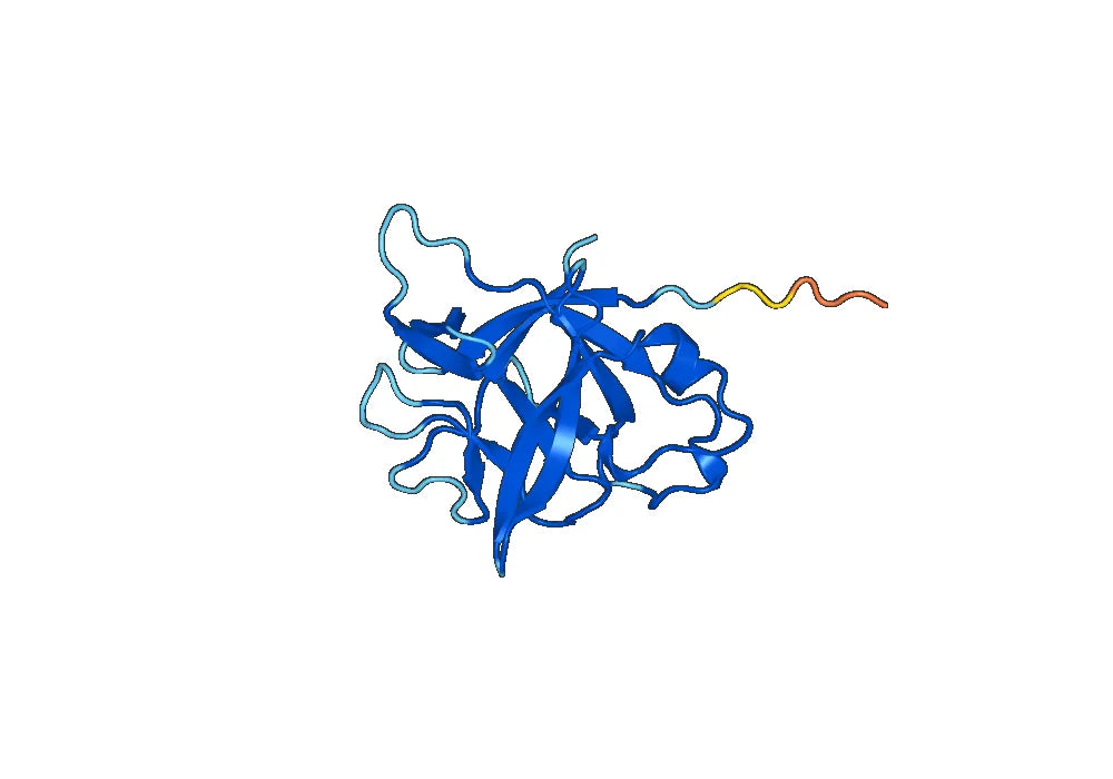 Anti-IL36A/IL-1F6 Polyclonal antibody