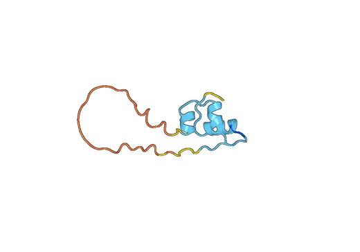 Anti-INS Polyclonal antibody