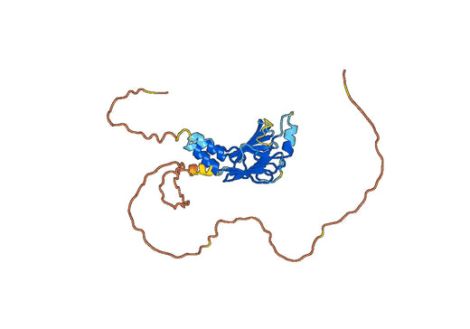 Anti-IRF4 Polyclonal antibody