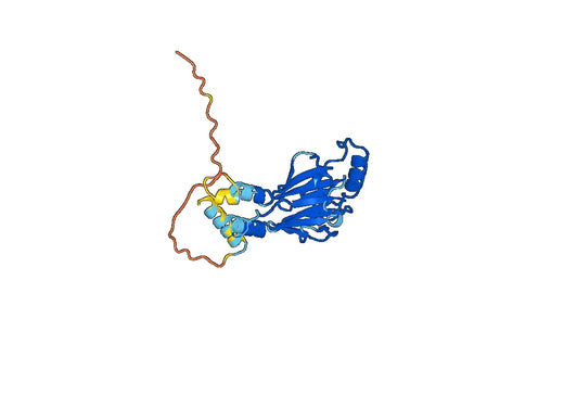 Anti-IRF6 Polyclonal antibody