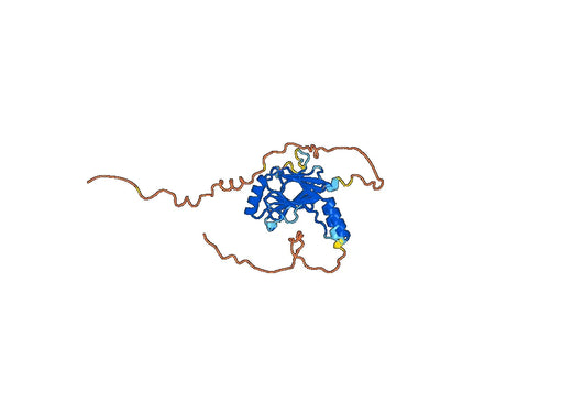 Anti-IRF8 Polyclonal antibody