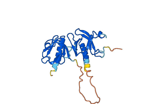 Anti-IRS1 Polyclonal antibody