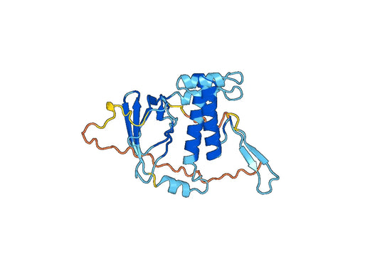 Anti-ITIH2 Polyclonal antibody