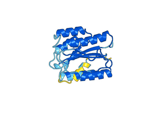 Anti-ITIH3 Polyclonal antibody