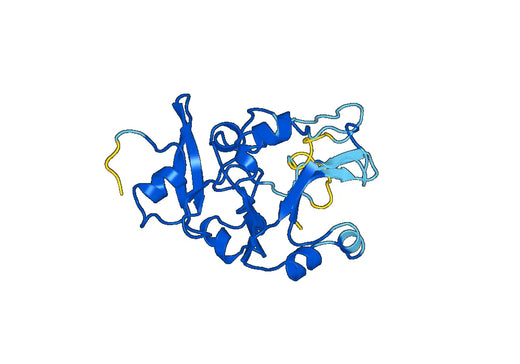 Anti-ITLN1 Polyclonal antibody