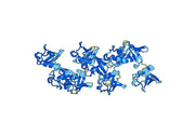 Anti-K63-linked Polyubiquitin Antibody (SAA0330)