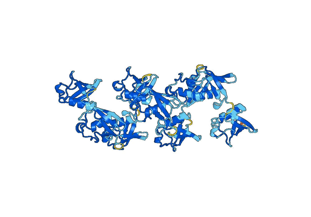 Anti-K63-linked Polyubiquitin Antibody (SAA0330)