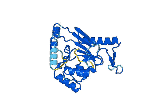 Anti-KARS1 Polyclonal antibody