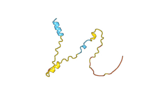 Anti-KLF5 Polyclonal antibody