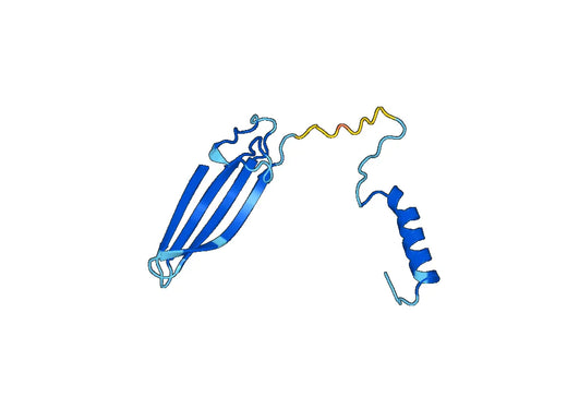 Anti-KNG1 Polyclonal antibody