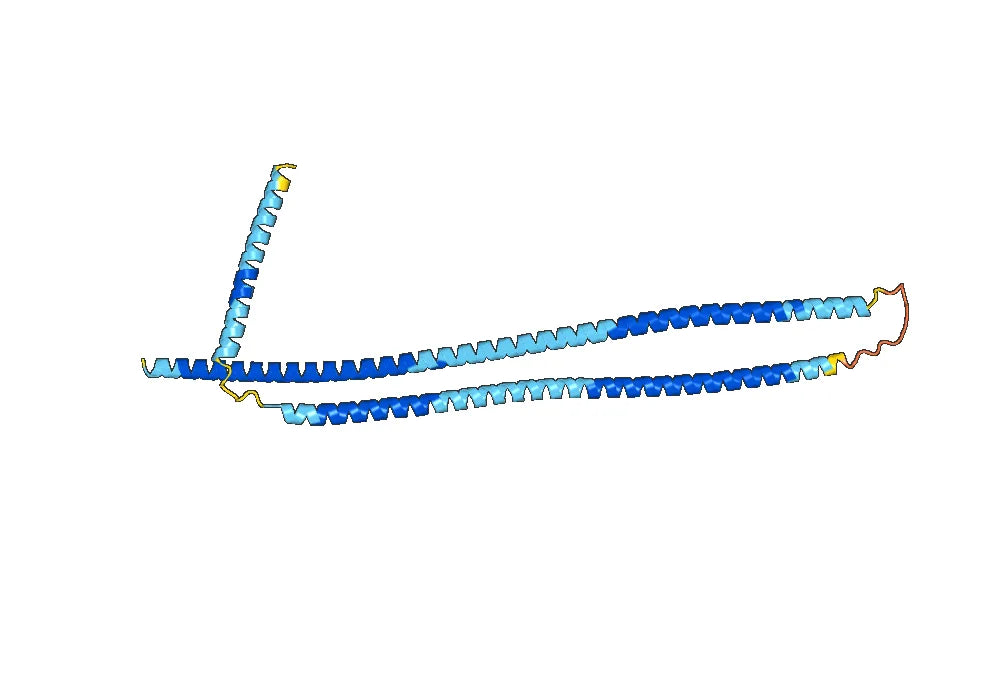 Anti-KRT13 Polyclonal antibody