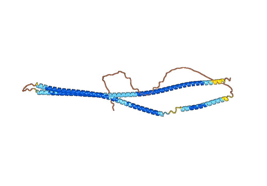 Anti-KRT19 Polyclonal antibody