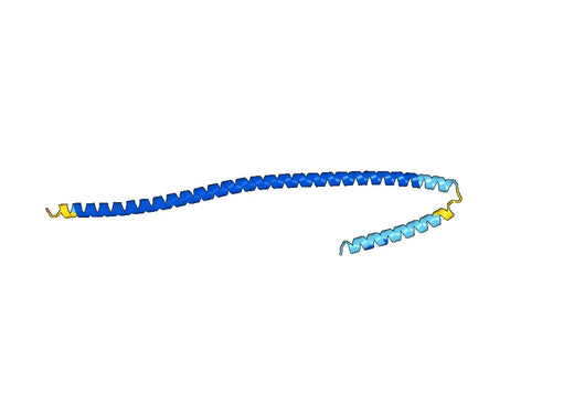 Anti-KRT23 Polyclonal antibody