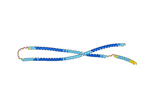Anti-KRT4 Polyclonal antibody