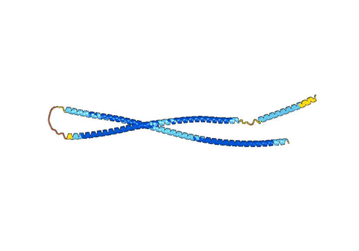 Anti-KRT6A Polyclonal antibody
