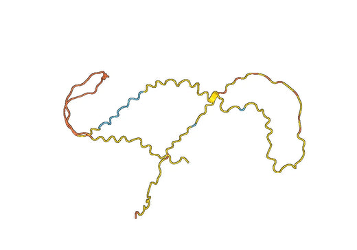 Anti-LAT2 Polyclonal antibody