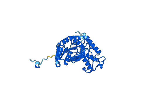 Anti-LDHA Polyclonal antibody