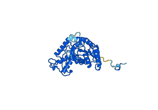 Anti-LDHB Polyclonal antibody