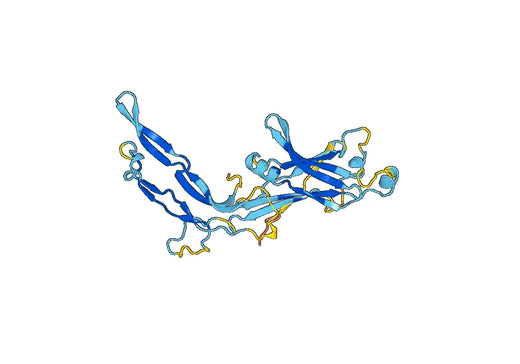 Anti-LEFTY1 Polyclonal antibody