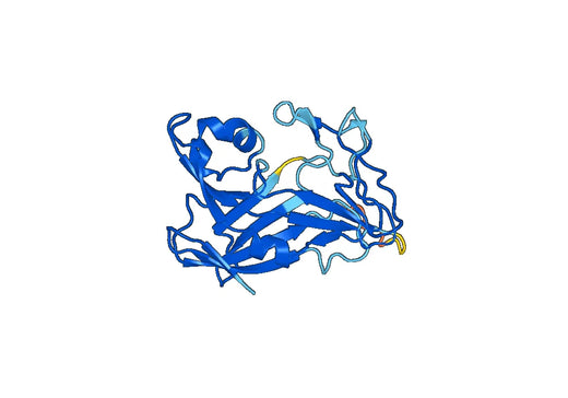 Anti-LOXL3 Polyclonal antibody