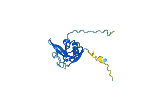 Anti-LOXL4 Polyclonal antibody
