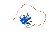 Anti-MACROH2A1 Polyclonal antibody