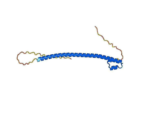 Anti-MAFG Polyclonal antibody