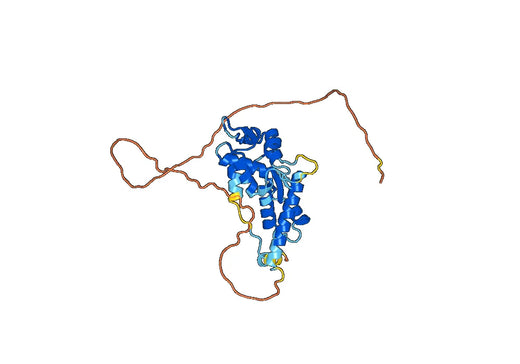 Anti-MAGEA4 Polyclonal antibody