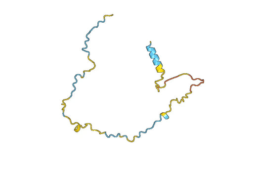 Anti-MAP2 Polyclonal antibody