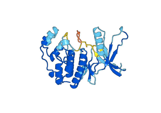 Anti-MAPK11 Polyclonal antibody