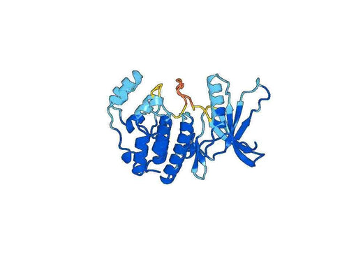 Anti-MAPK13 Polyclonal antibody