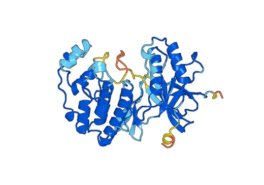 Anti-MAPK14 Polyclonal antibody