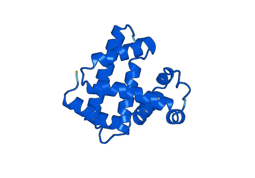 Anti-MB Polyclonal antibody
