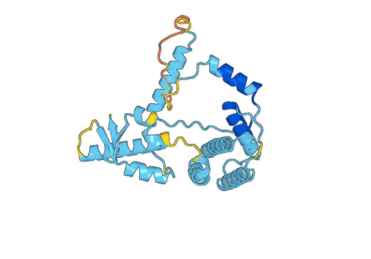 Anti-MCM2 Polyclonal antibody