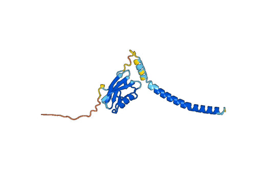 Anti-MCU Polyclonal antibody