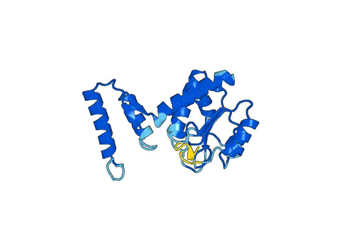 Anti-ME2 Polyclonal antibody