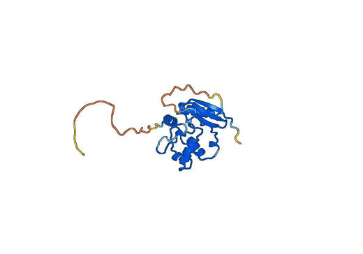 Anti-MGMT Polyclonal antibody