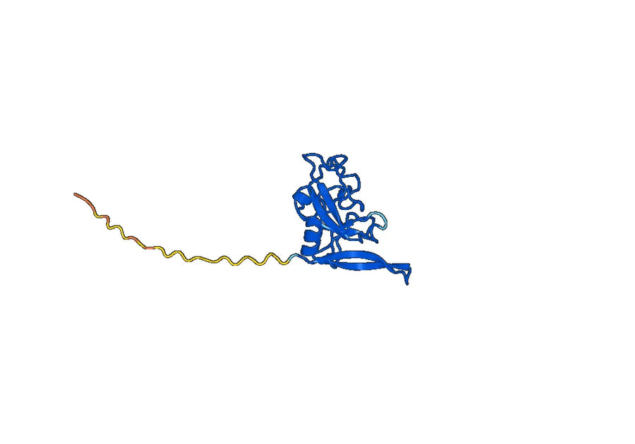 Anti-mitF/aspF1 Antibody (SAA0653)