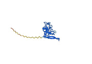 Anti-mitF/aspF1 Antibody (SAA0654)