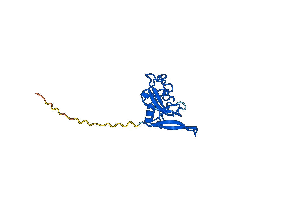 Anti-mitF/aspF1 Antibody (SAA0654)