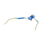 Anti-Mouse CD152/CTLA4 Antibody (9D9)