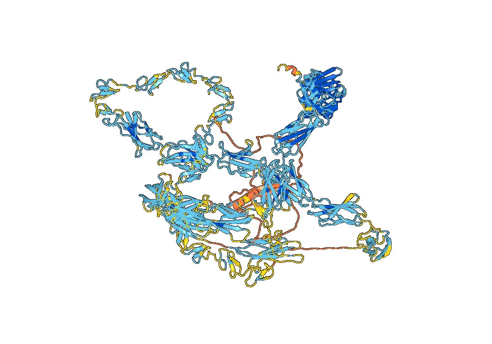 Anti-Mouse CD175/TNC Antibody (81C6)