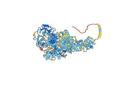 Anti-Mouse CD205/LY75 Antibody (NLDC-145)