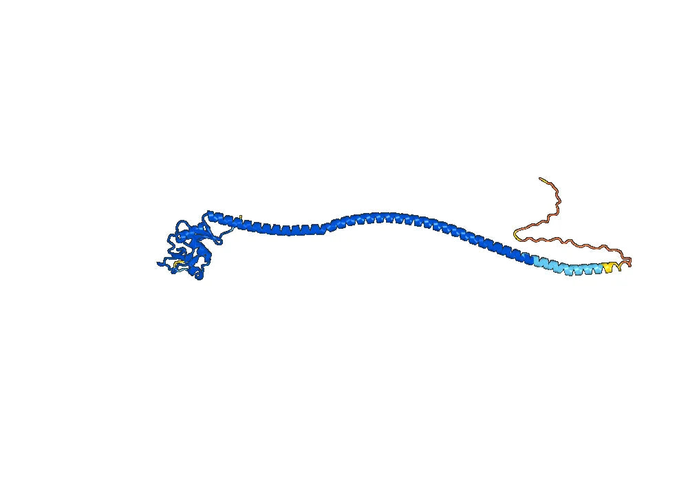 Anti-Mouse CD207 Antibody (4C7)