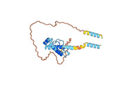 Anti-Mouse CD230 Antibody (6H10)