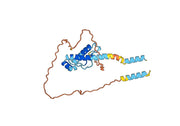 Anti-Mouse CD230 Antibody (POM1)