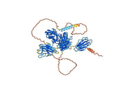 Anti-Mouse CD304/NRP1 Antibody (YW64.3)