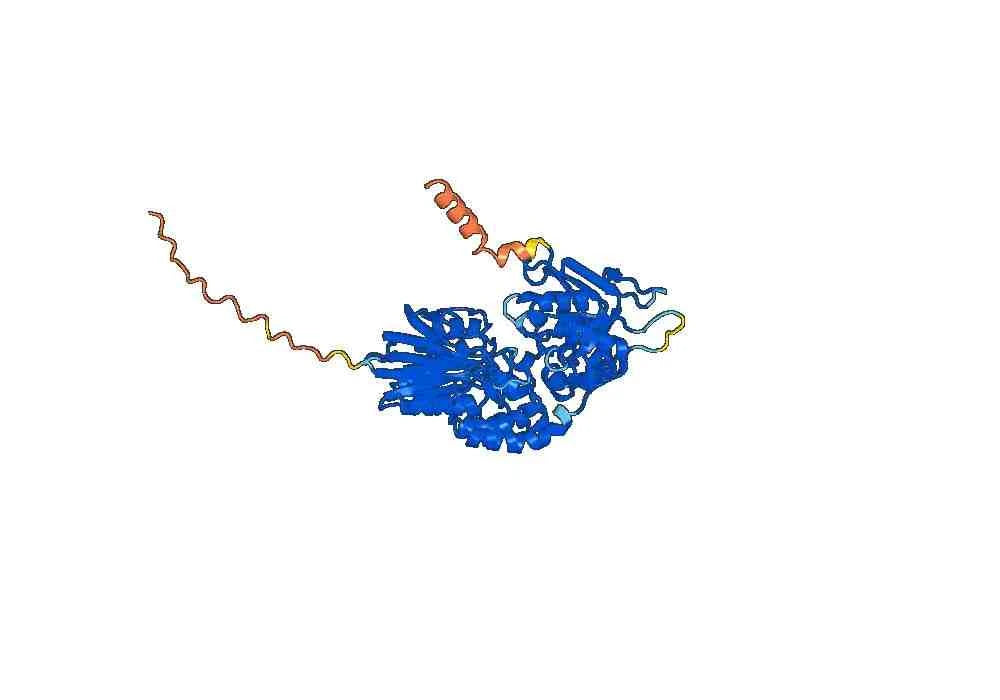 Anti-Mouse CD73/NT5E Antibody (TY/23)