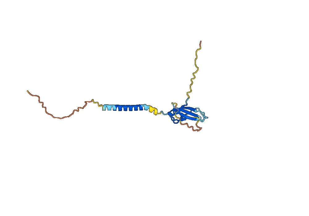Anti-Mouse CD83 Antibody (60B10)